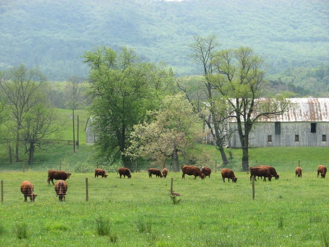 Cattle Ranch - New Castle, VA